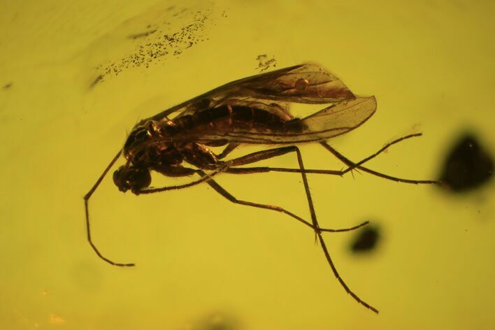 Detailed Fossil Fly (Diptera) In Baltic Amber #90870